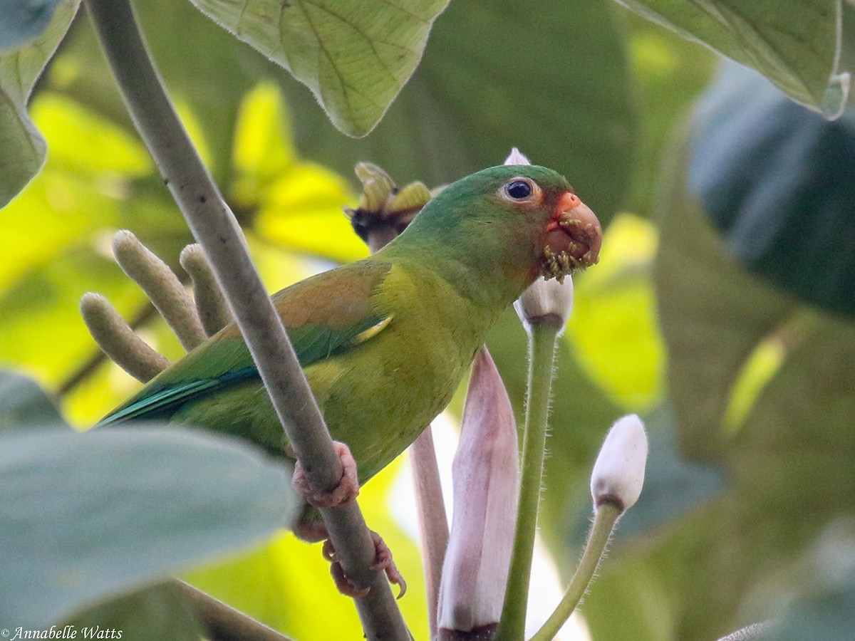 Orange-chinned Parakeet - ML624563837