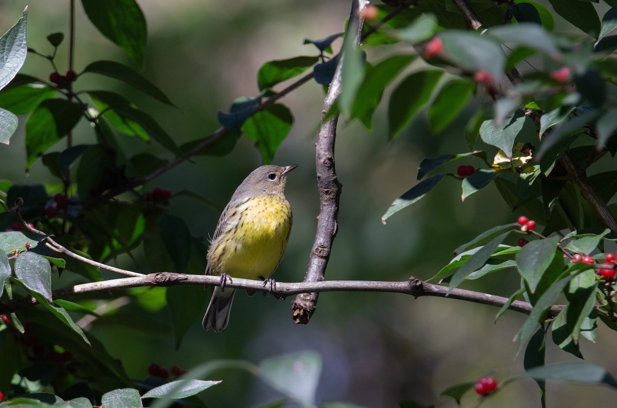 Kirtland's Warbler - ML624563862