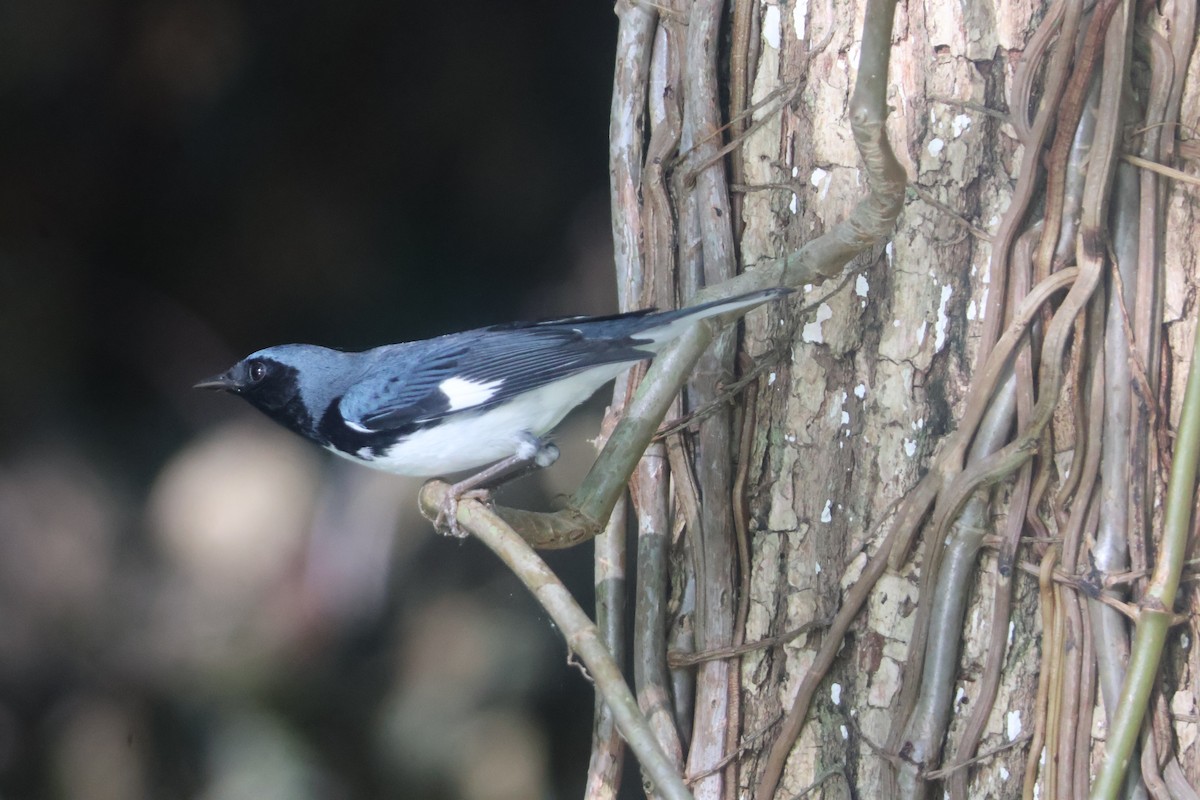 Black-throated Blue Warbler - Julia Nadeau Gneckow