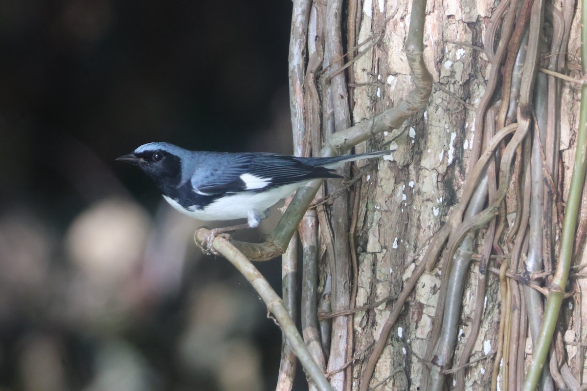 Black-throated Blue Warbler - ML624563869