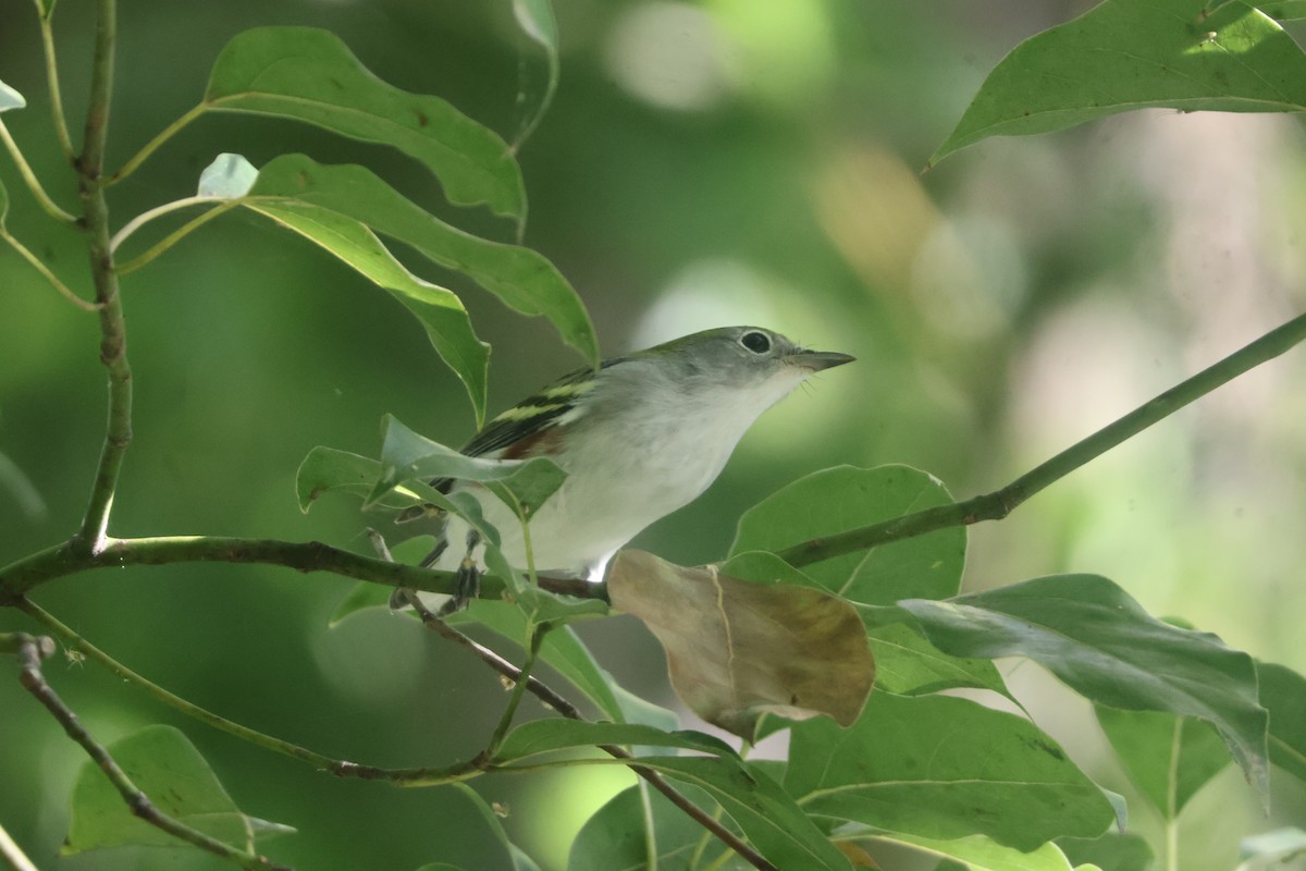 Chestnut-sided Warbler - Julia Nadeau Gneckow