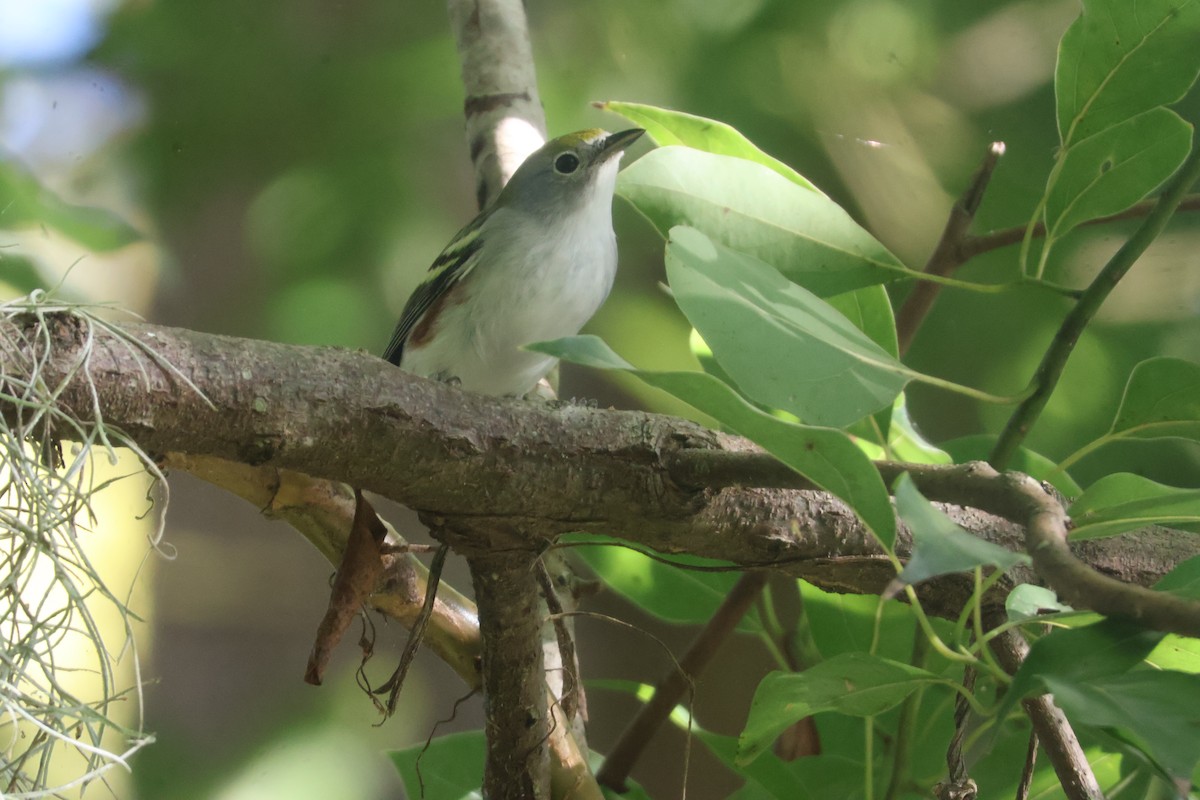 Chestnut-sided Warbler - ML624563872