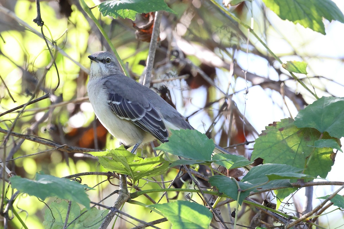 Northern Mockingbird - ML624563875