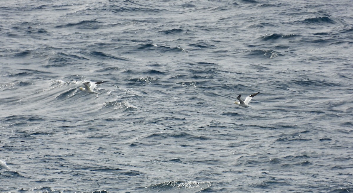 Northern Gannet - ML624563876