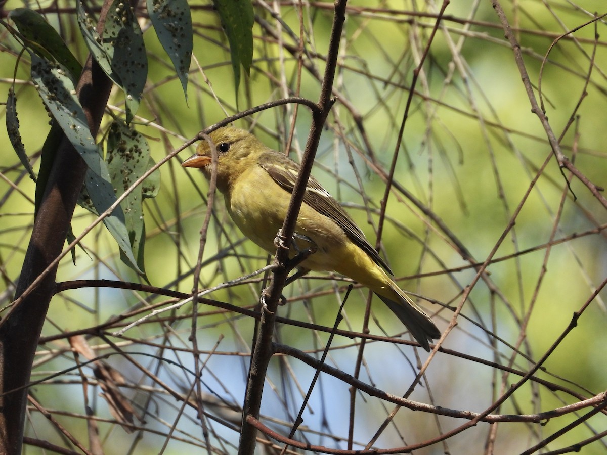 Western Tanager - ML624563877