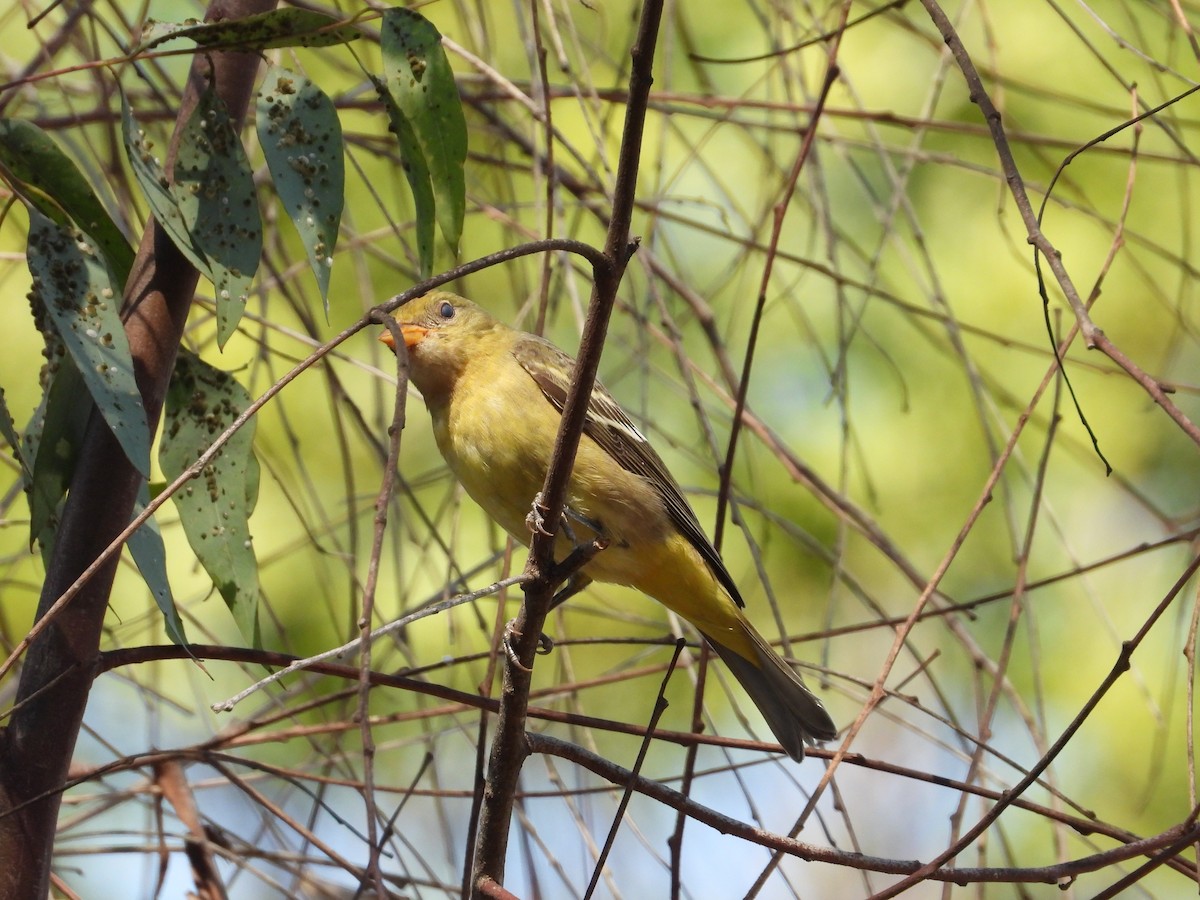 Western Tanager - ML624563878