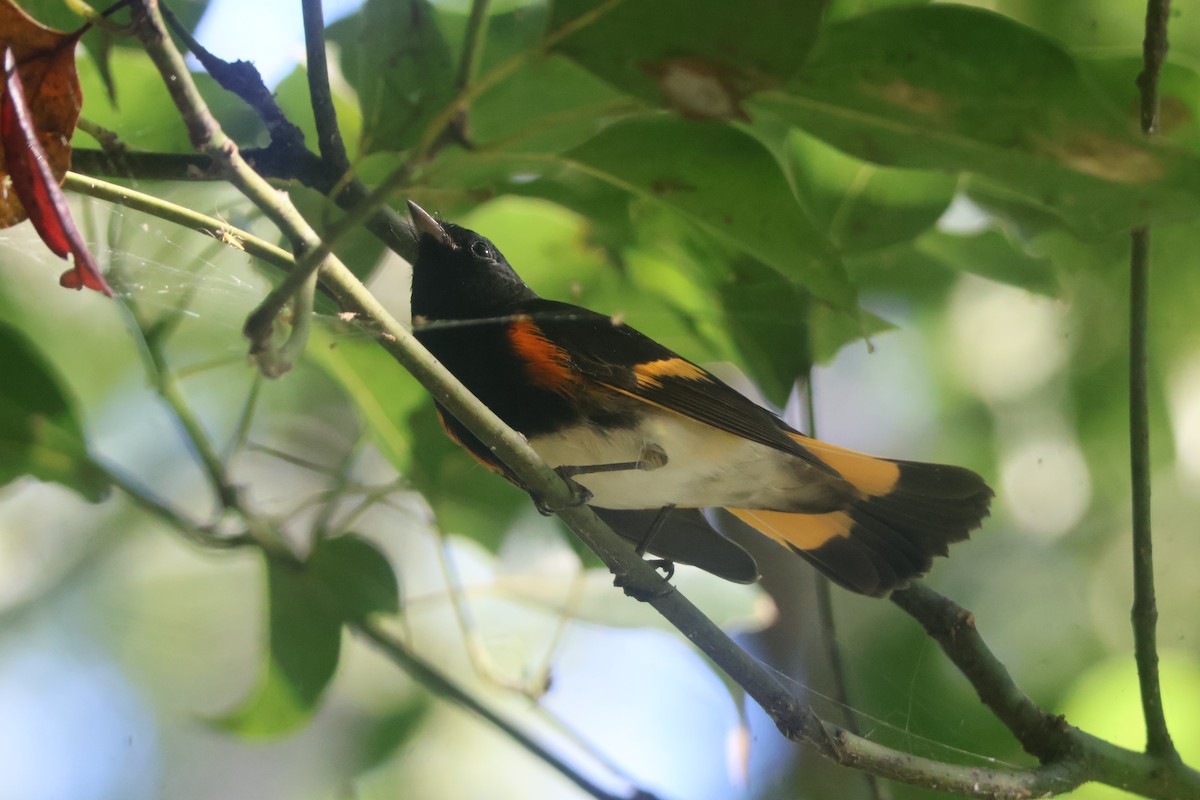 American Redstart - ML624563879