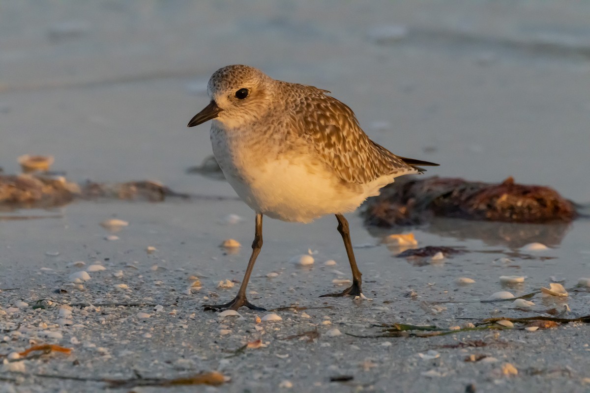 Sanderling - ML624563884