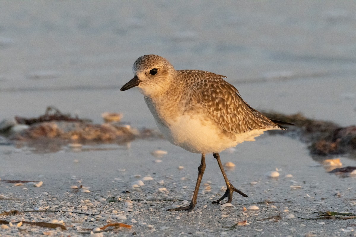 Sanderling - ML624563885