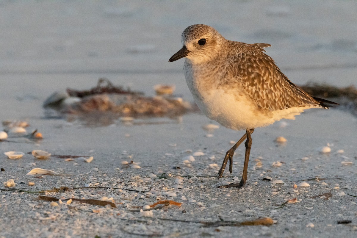 Sanderling - ML624563886