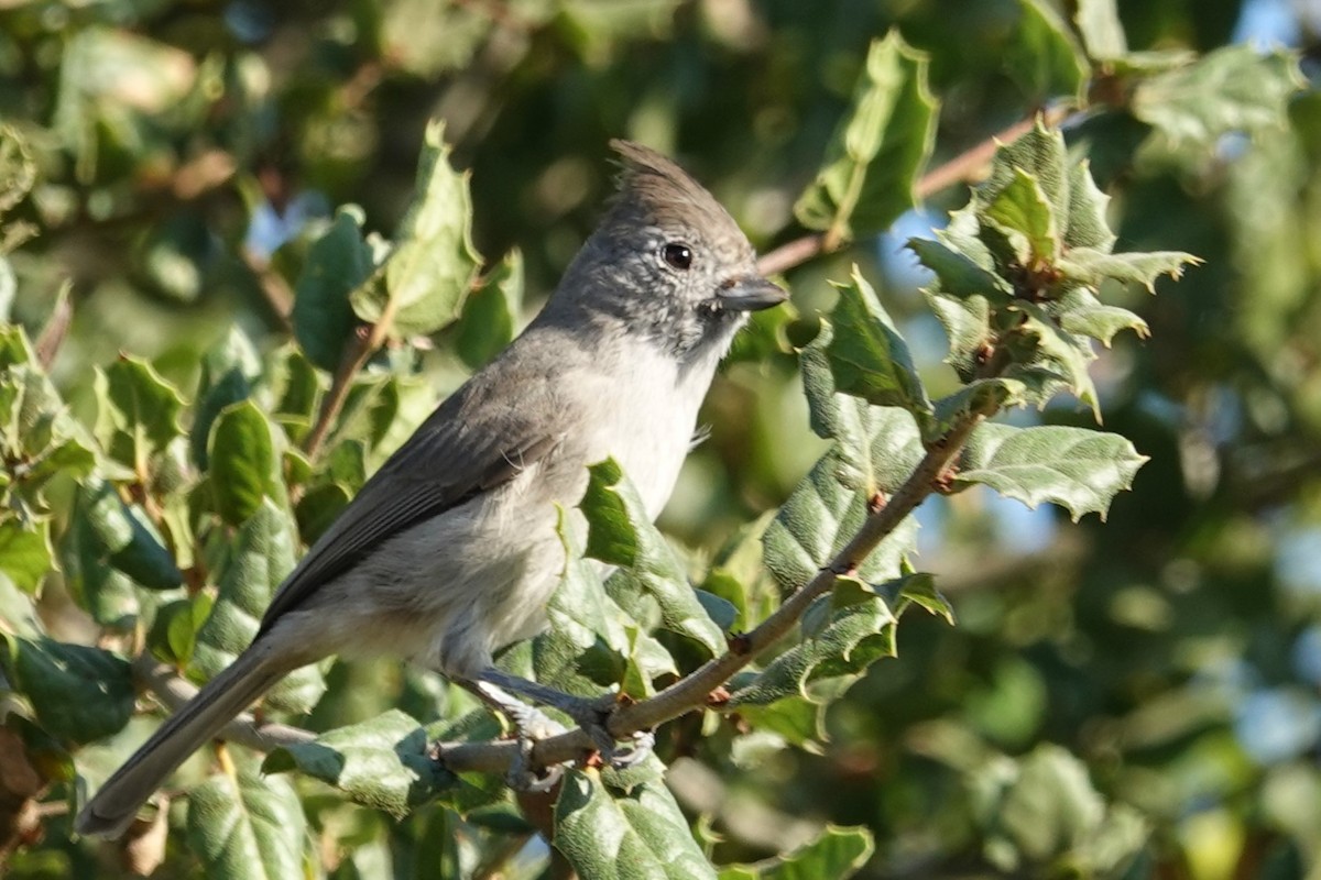 Oak Titmouse - ML624563887