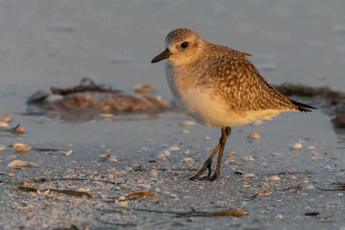 Sanderling - ML624563888