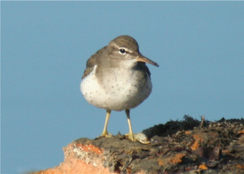 Spotted Sandpiper - Linda Dalton