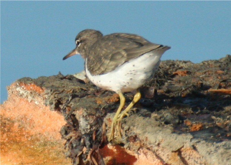 Spotted Sandpiper - ML624563890