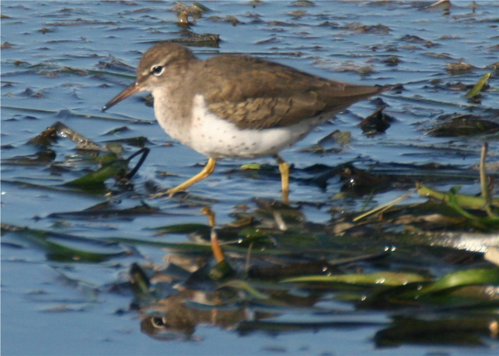 Spotted Sandpiper - ML624563891