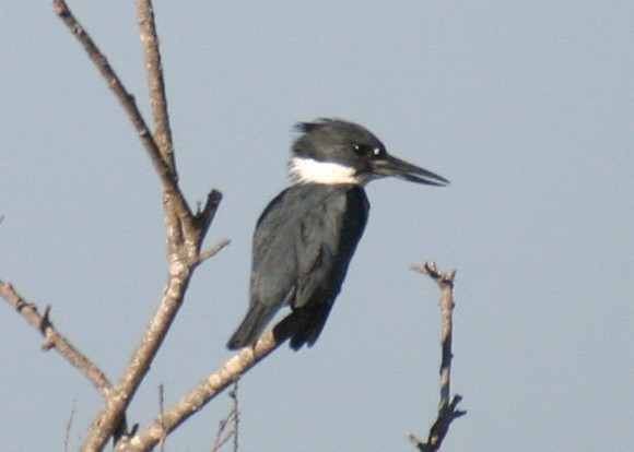 Belted Kingfisher - ML624563894