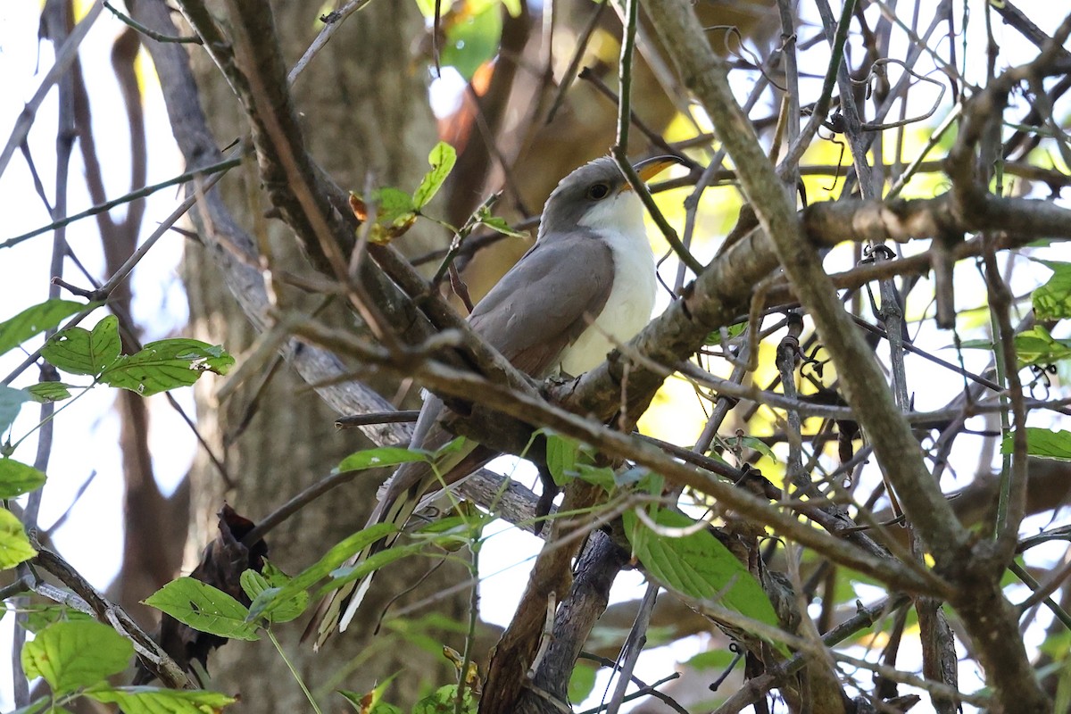 Yellow-billed Cuckoo - ML624563895