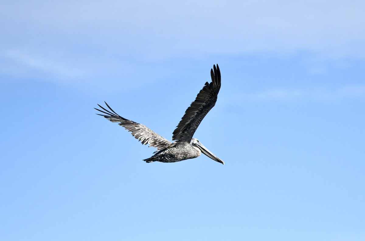 Brown Pelican - Victor Botnaru