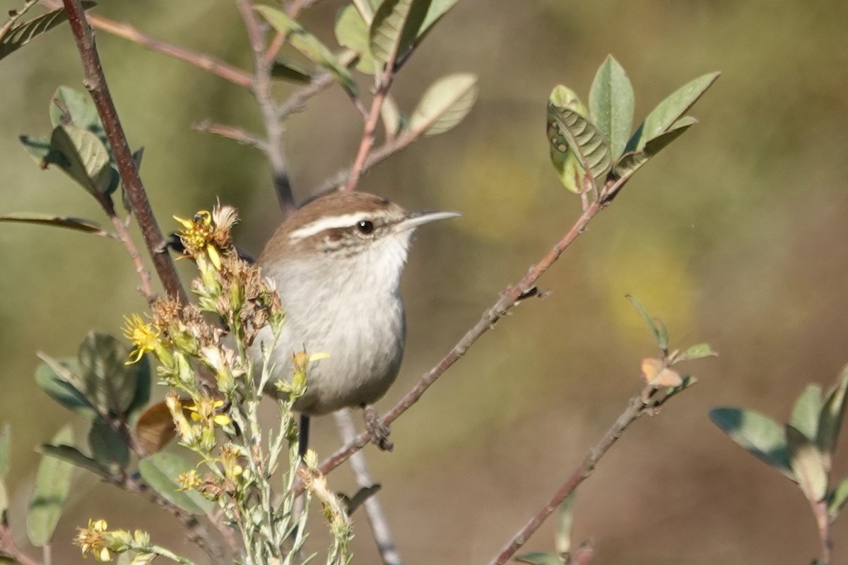 Bewick's Wren - ML624563898