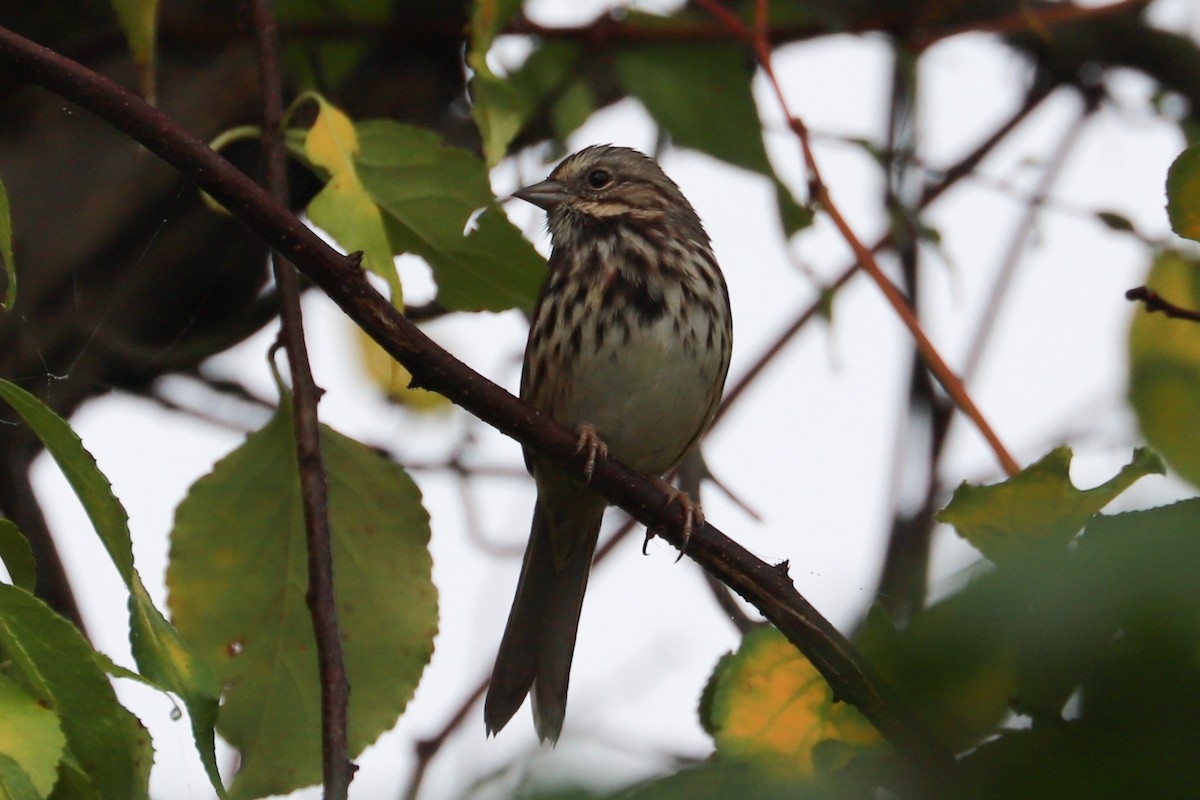 Song Sparrow - ML624563901