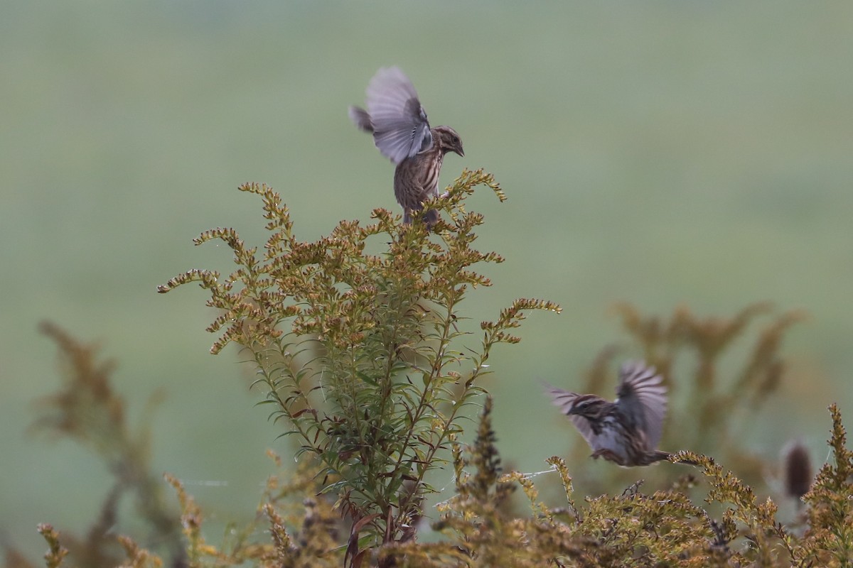 Song Sparrow - ML624563902