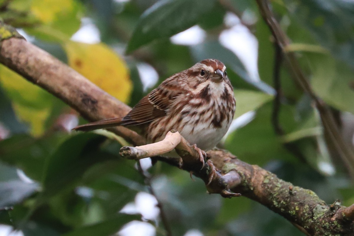 Song Sparrow - ML624563903