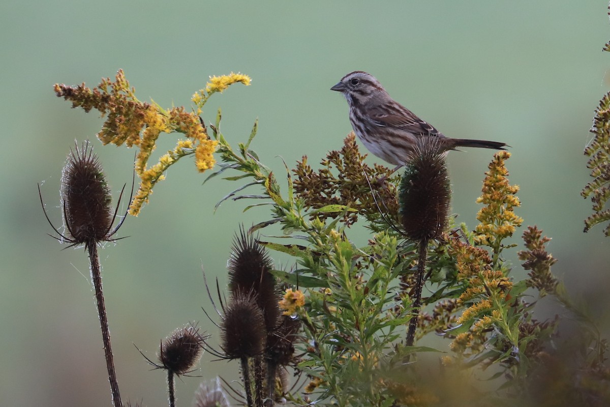 Song Sparrow - ML624563904