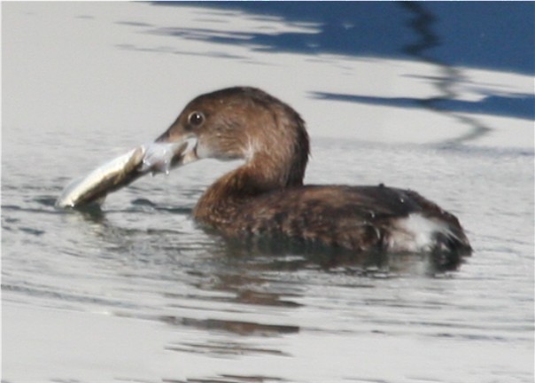 Pied-billed Grebe - ML624563916