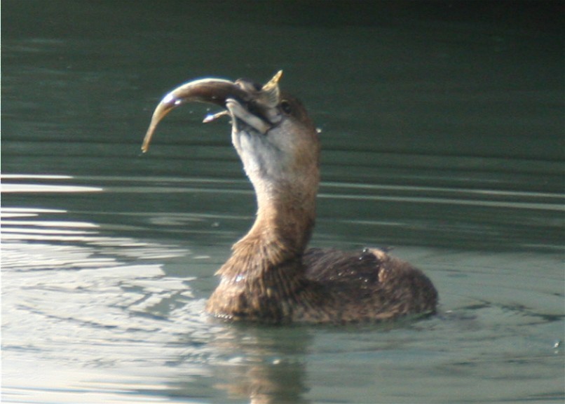 Pied-billed Grebe - ML624563919