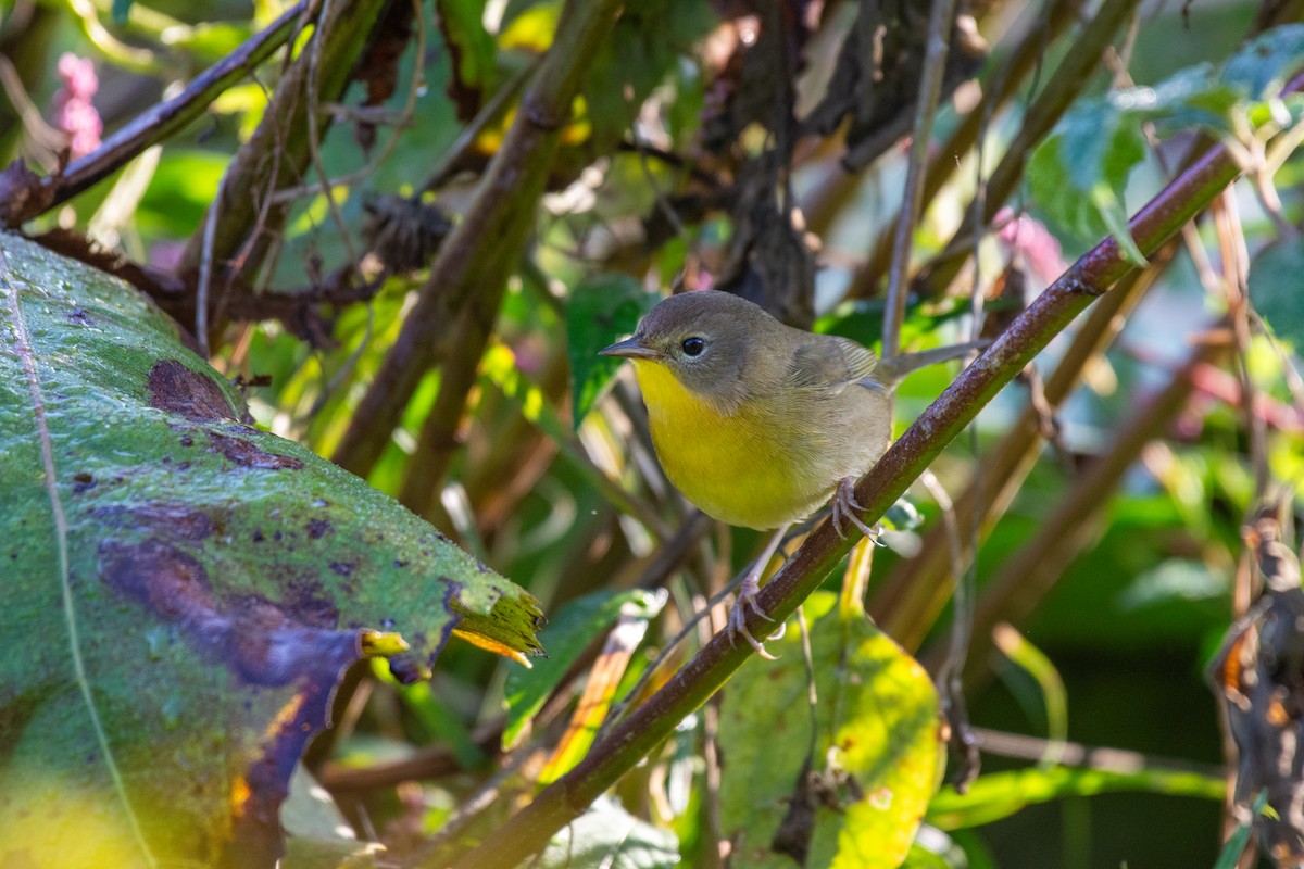 Common Yellowthroat - ML624563931