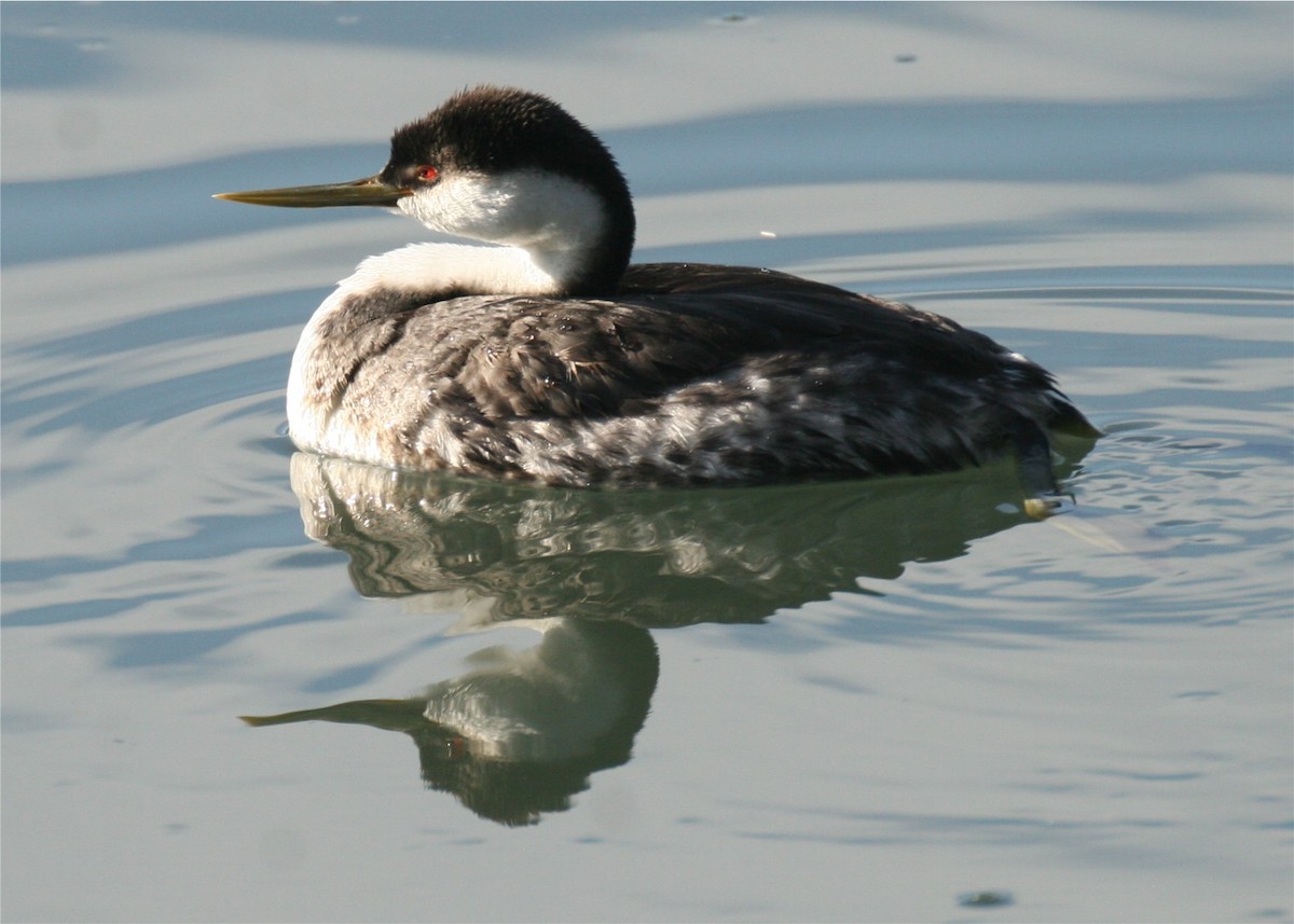 Western Grebe - ML624563940