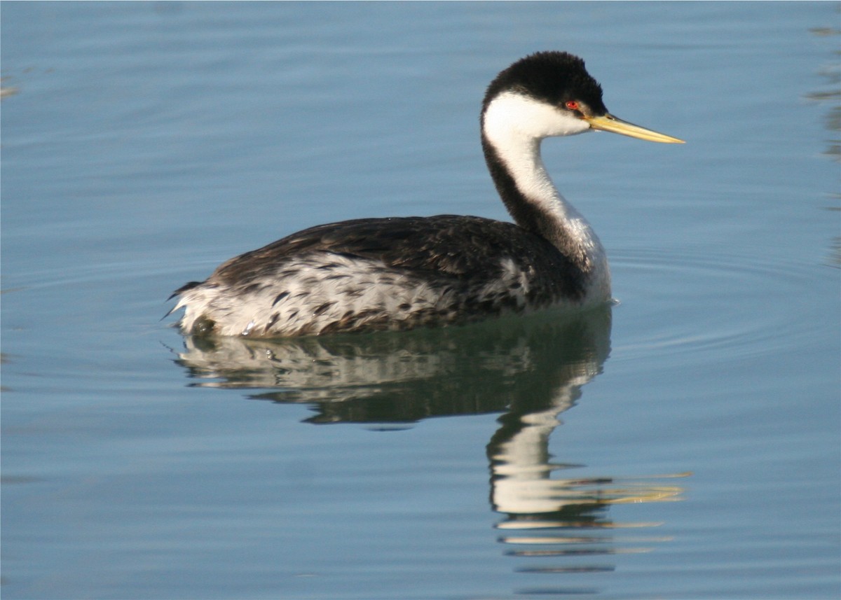 Western Grebe - ML624563941