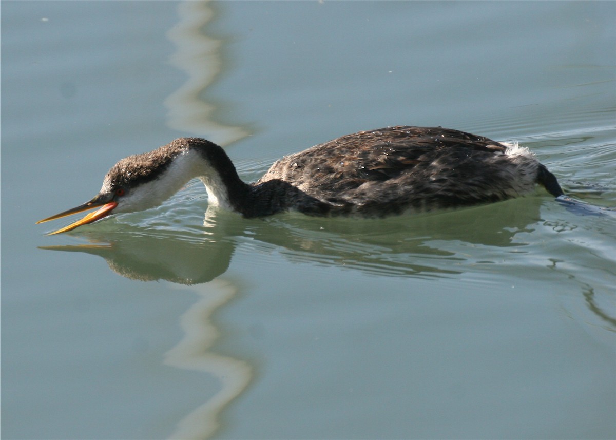 Western Grebe - ML624563942