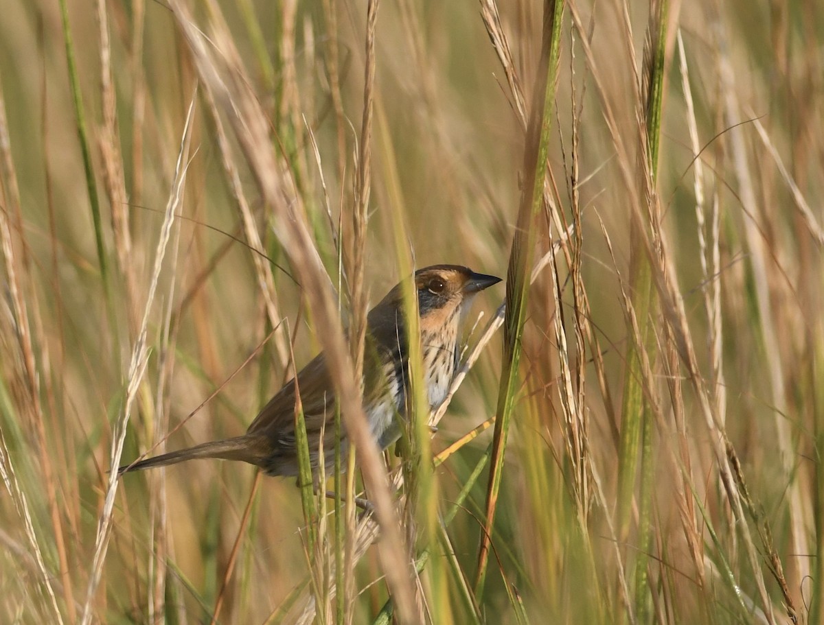 Saltmarsh Sparrow - ML624563943