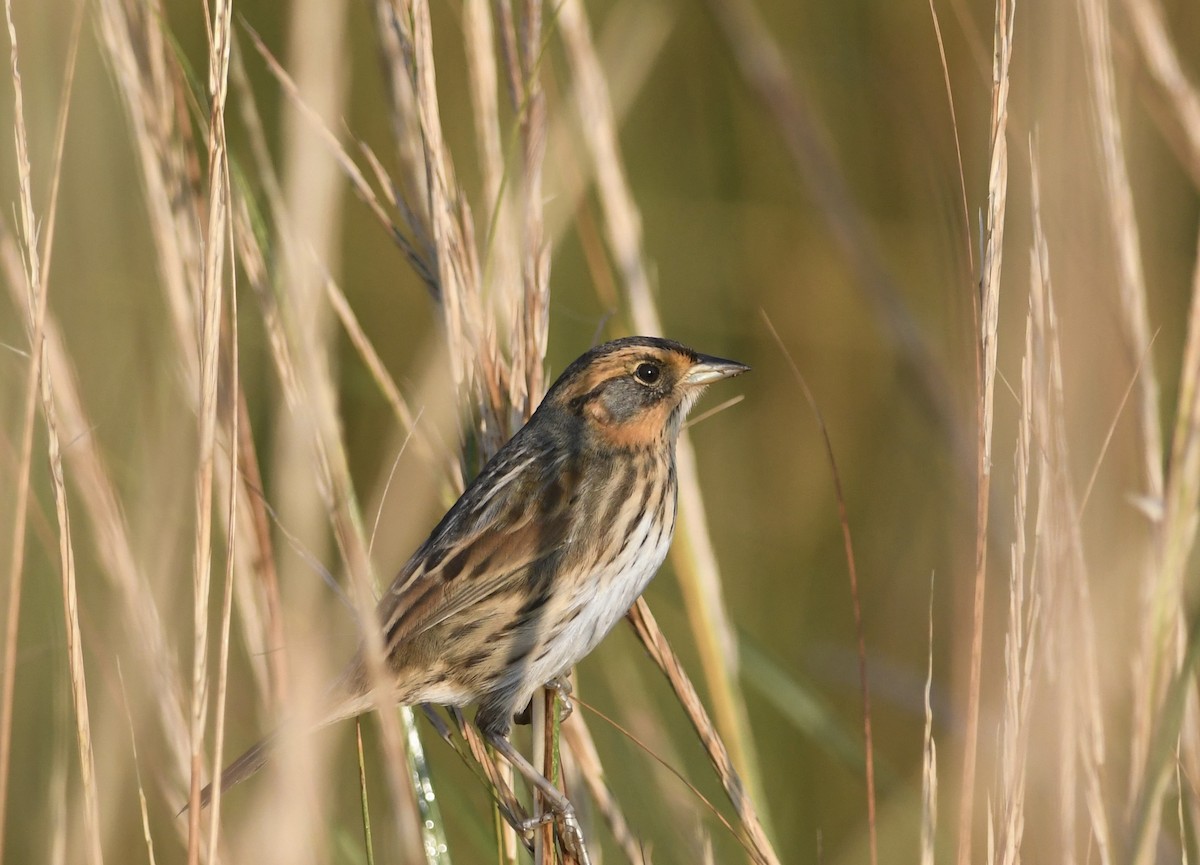 Saltmarsh Sparrow - ML624563944