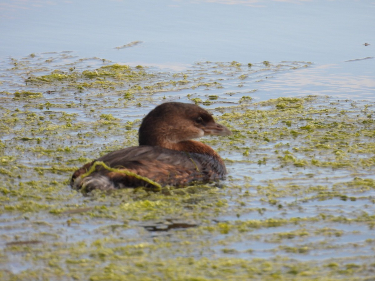 Pied-billed Grebe - ML624563981