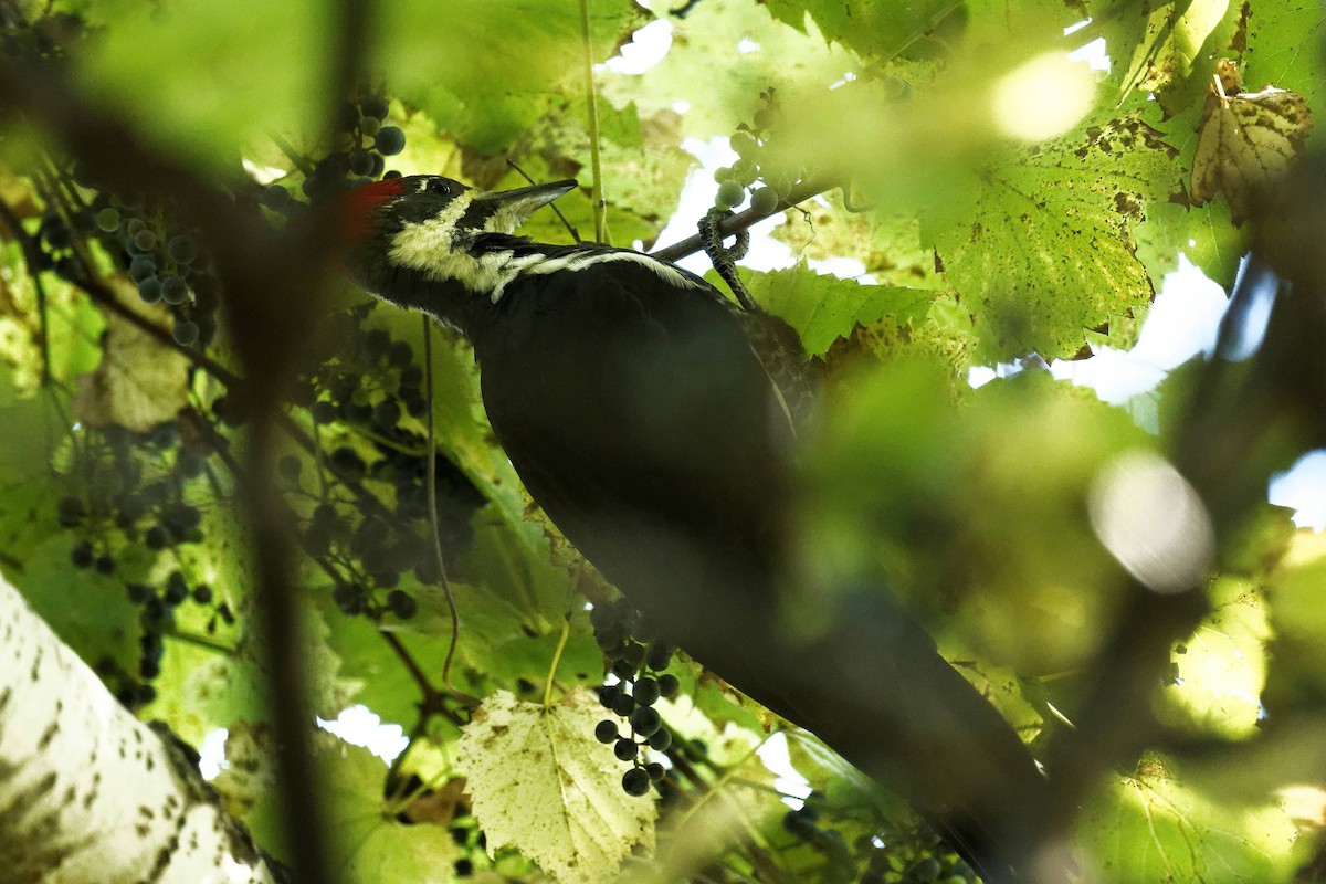 Pileated Woodpecker - ML624563982