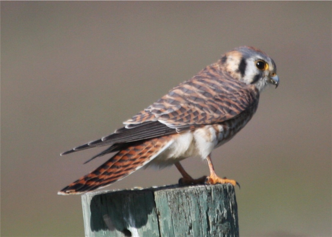 American Kestrel - ML624563987