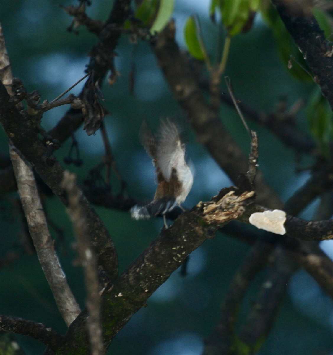 Rufous-naped Wren - ML624564022