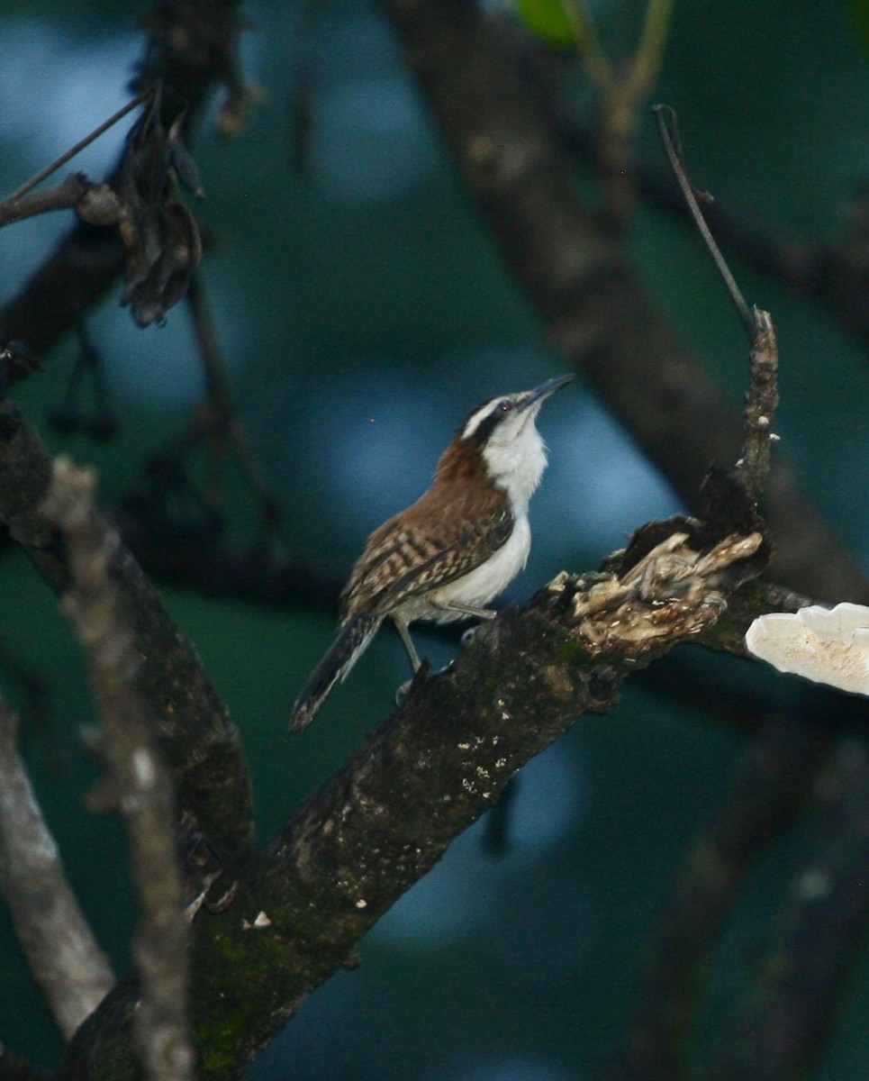 Rufous-naped Wren - ML624564023