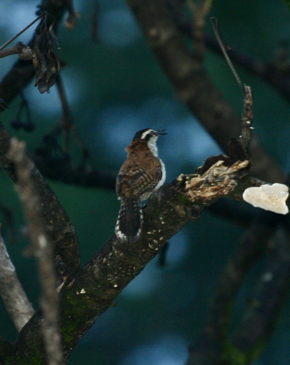 Rufous-naped Wren - ML624564030