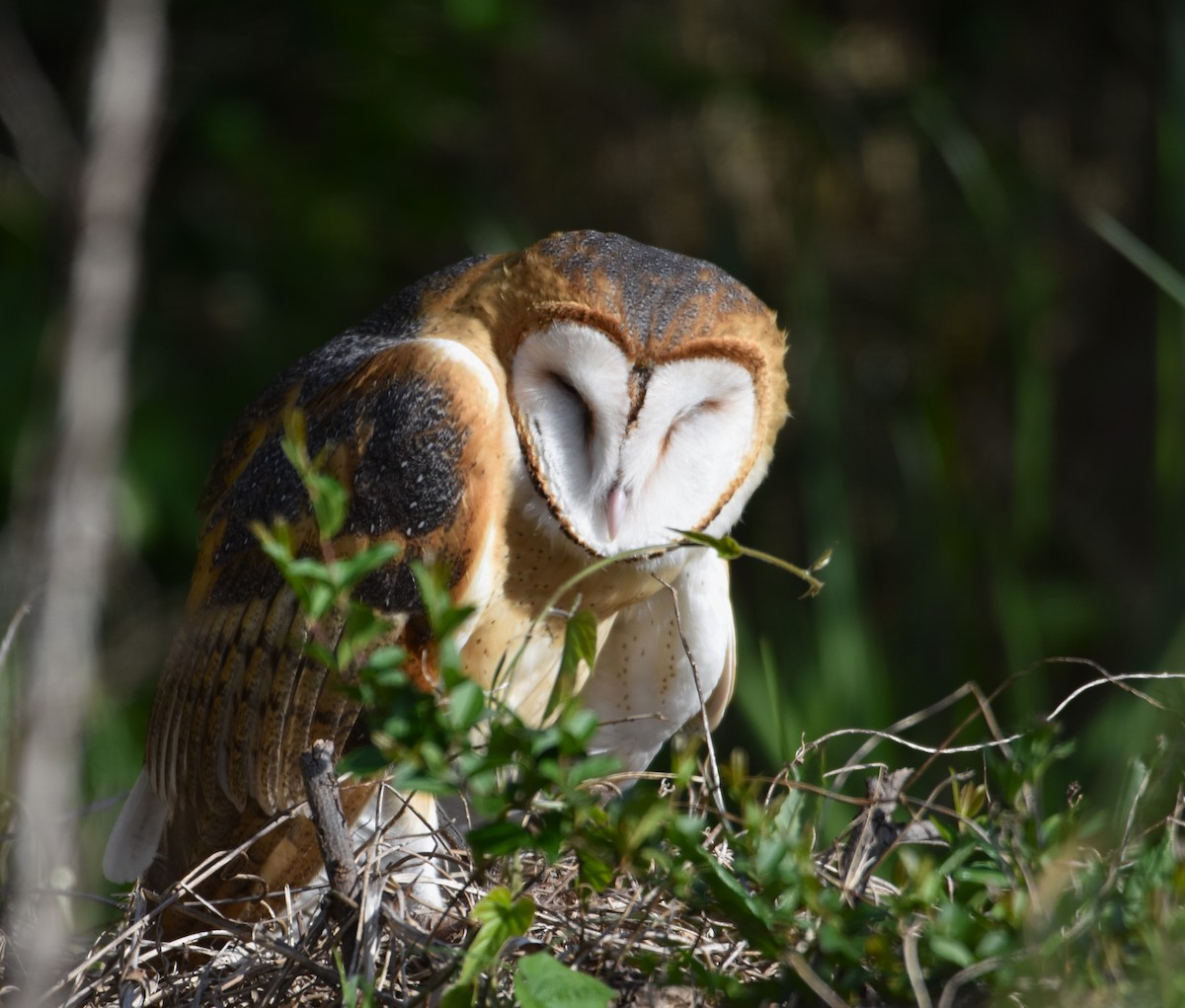 Barn Owl - ML624564045