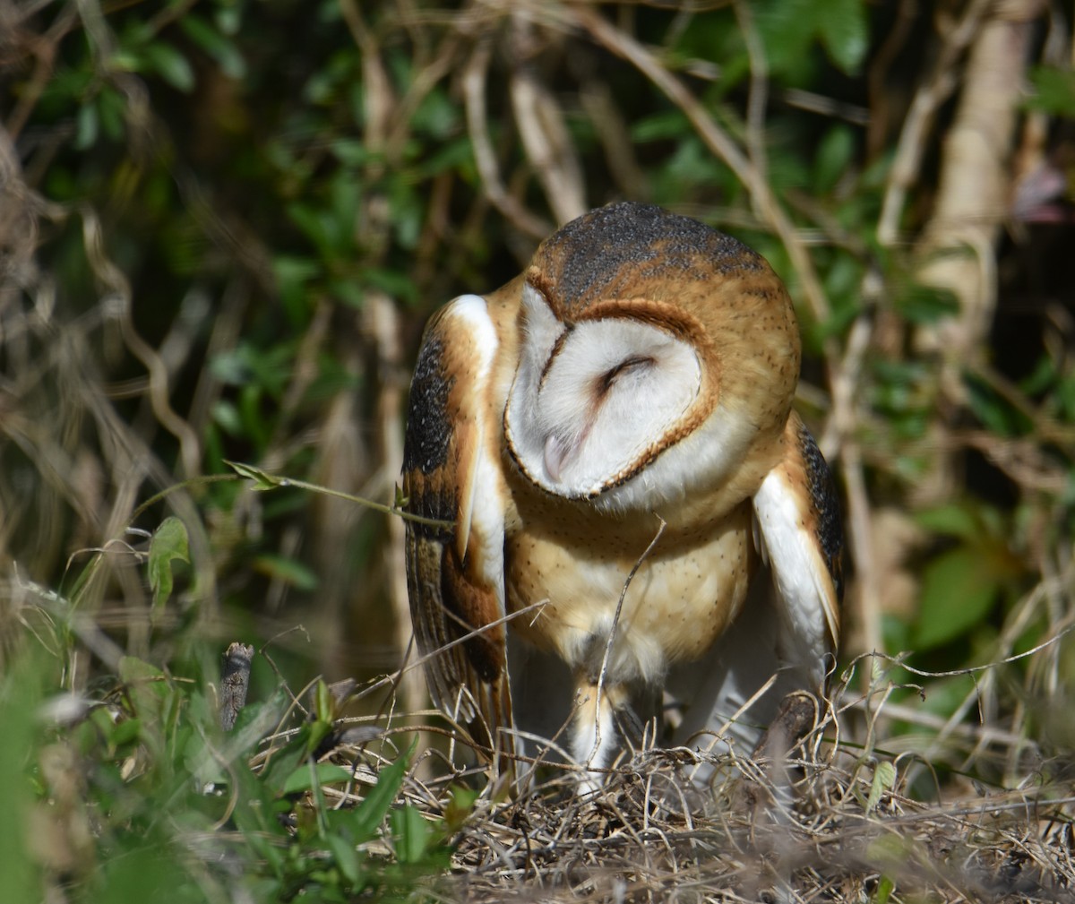 Barn Owl - ML624564054