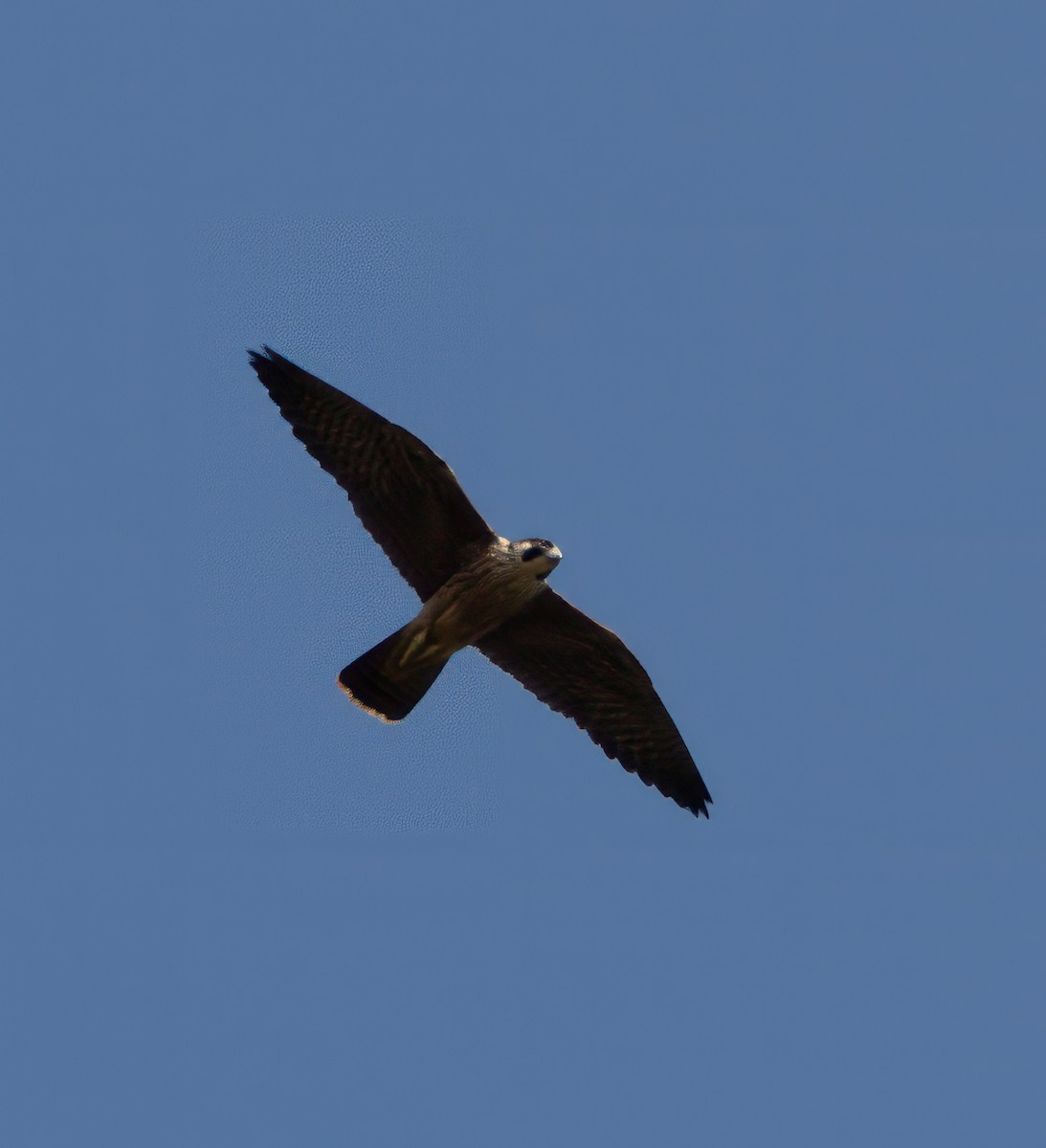 Peregrine Falcon - ML624564089