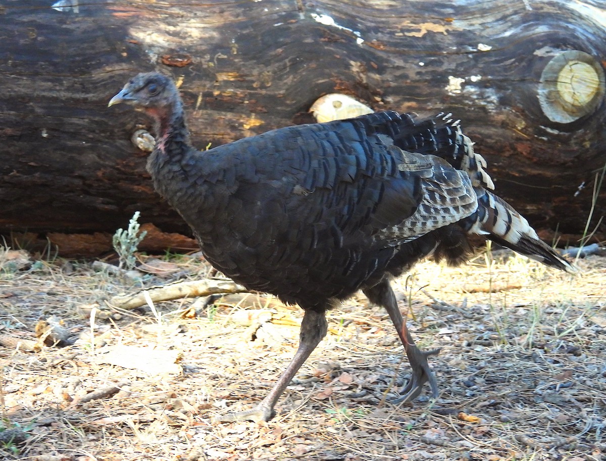 Wild Turkey - ML624564102