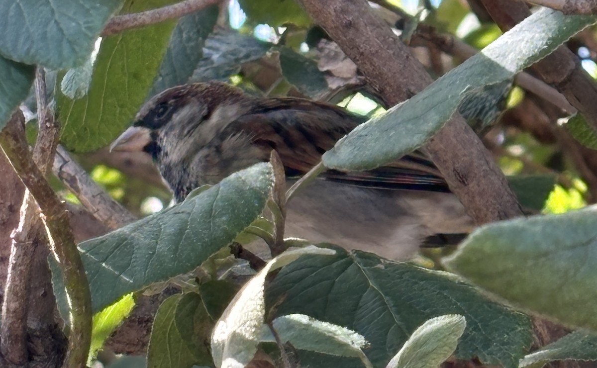 House Sparrow - cindy schulz