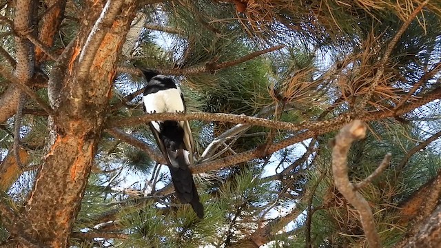 Black-billed Magpie - ML624564148