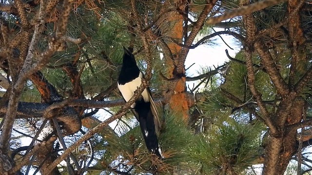 Black-billed Magpie - ML624564153