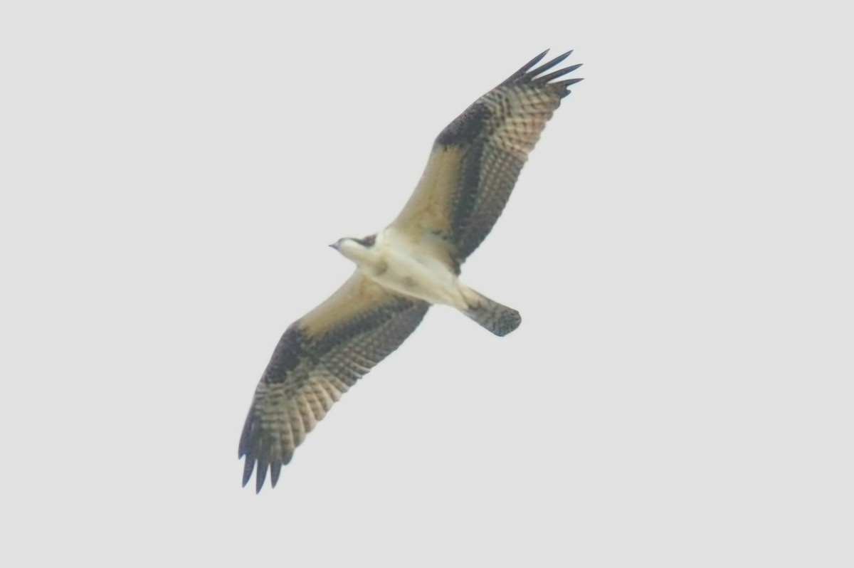 Osprey - ML624564250