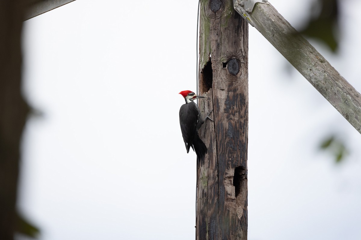 Pileated Woodpecker - ML624564252